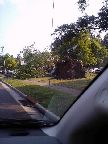 OU Inn tree after June 29 storm!